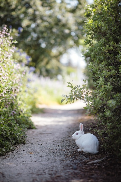 White rabbit beside plants