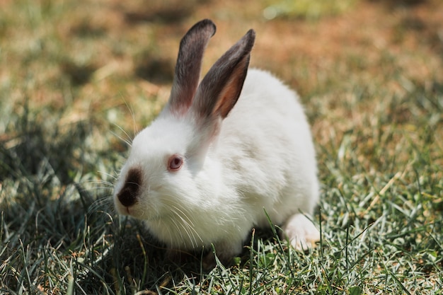 Free photo white rabbit with grey years sitting in the grass