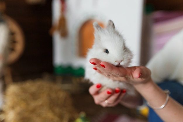 Free Photo white rabbit in woman hands at blurred interior.