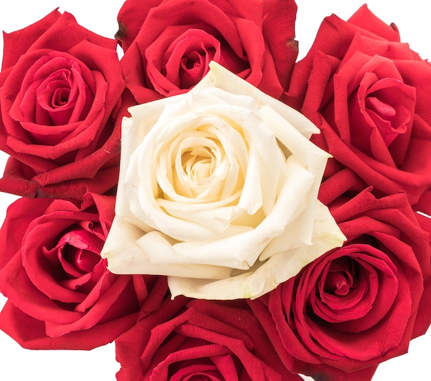 white and red rose on white