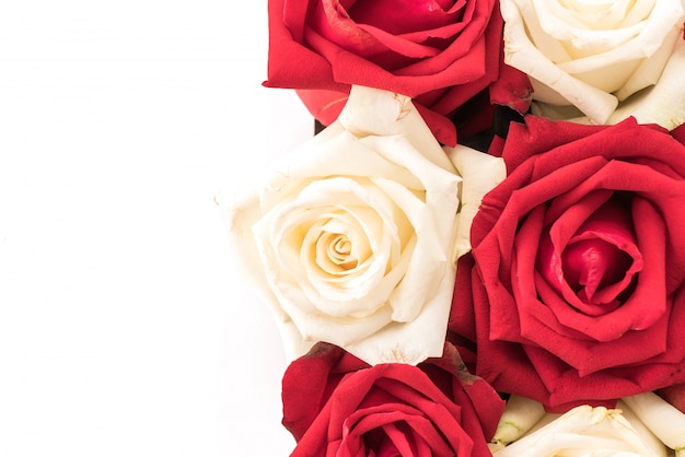 white and red rose on white