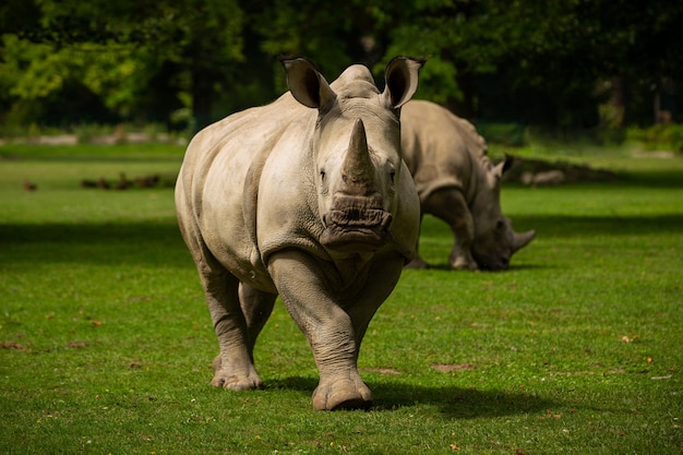 White rhinoceros in the beautiful nature looking habitat Wild animals in captivity Prehistoric and endangered species in zoo