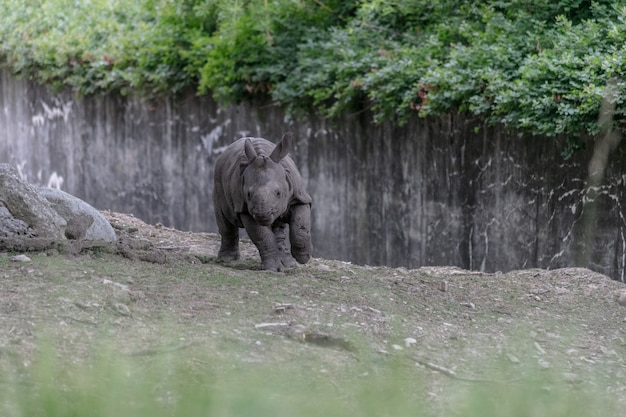 Free photo white rhinoceros running through a zoo surrounded by wooden fences and greenery