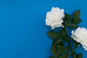 Free photo white rose