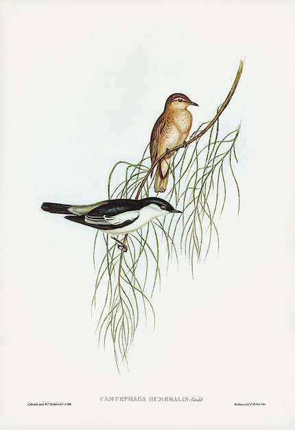 Free photo white-shouldered cuckooshrike (campephaga humeralis) illustrated by elizabeth gould