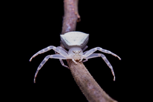 Free Photo white spider 