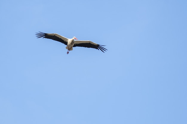 White stork flying in the blue sky