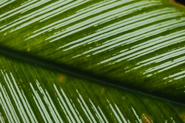 Free photo white stripes on palm leaf