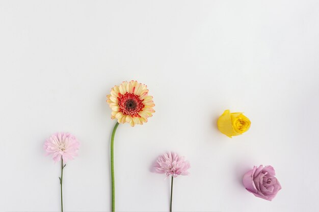 White surface with five different flowers