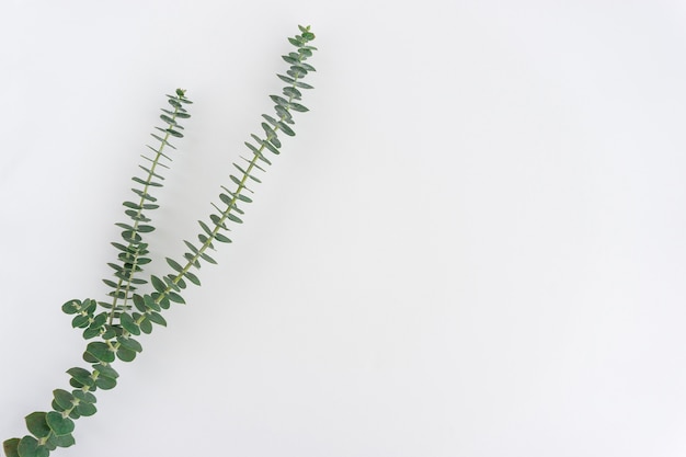 White surface with green plant