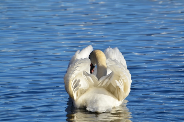 Free photo white swan swimming on a lake with a beautiful resting form