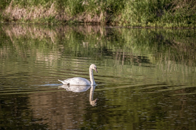 Free Photo white swan swimming in the lake with a reflection