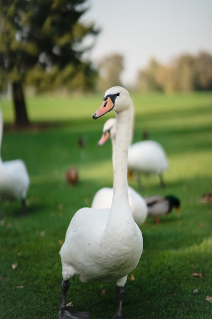 Free photo white swans resting on the green grass in the park.