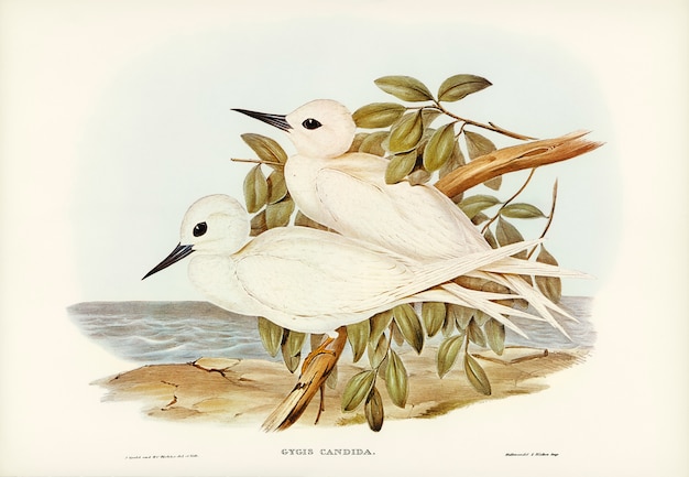 Free Photo white tern (gygis candida) illustrated by elizabeth gould 