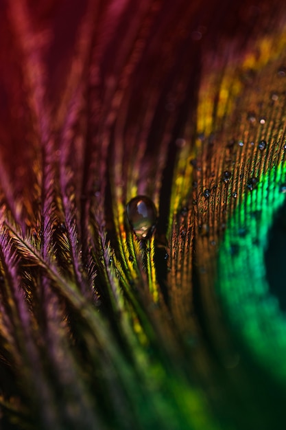 Free Photo white transparent water drop on the peacock plumage