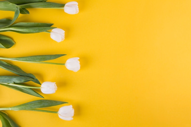 Free photo white tulip flowers on yellow table