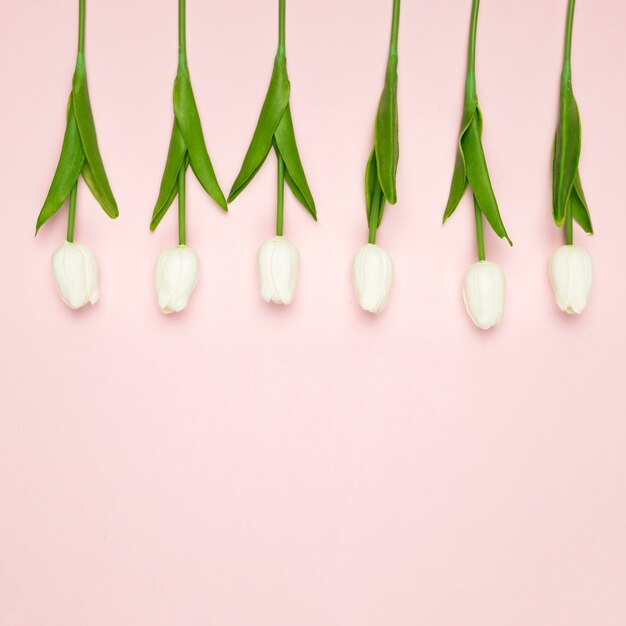 White tulips aligned on table