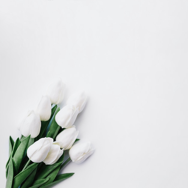 white tulips bouquet on white background