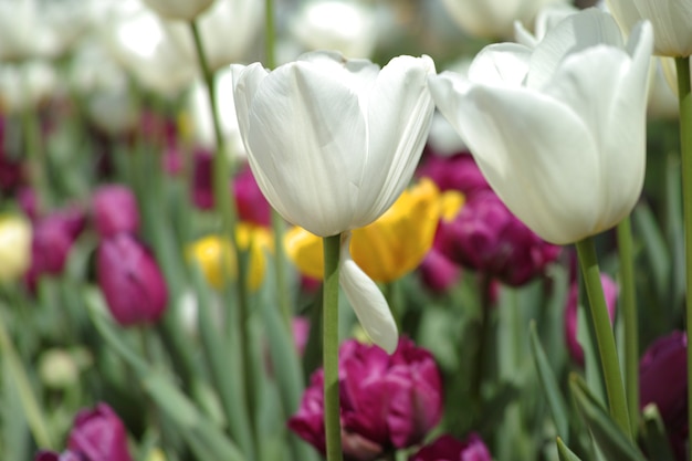 White tulips with defocused background