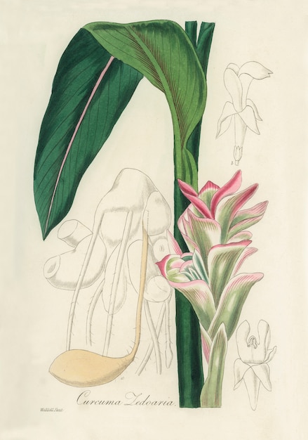 Free Photo white turmeric (curcuma zedoaria) illustration from medical botany (1836) 