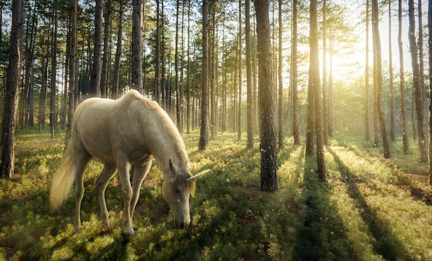 White unicorn outdoors in the forest