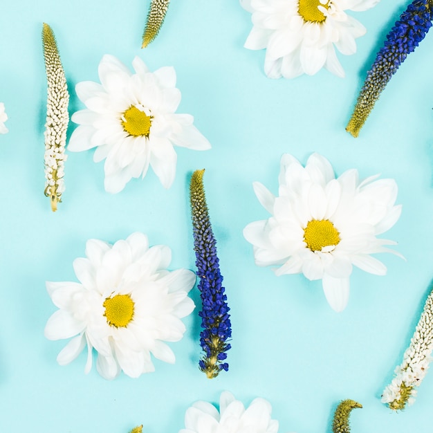 Free photo white and veronica flower pattern on blue background