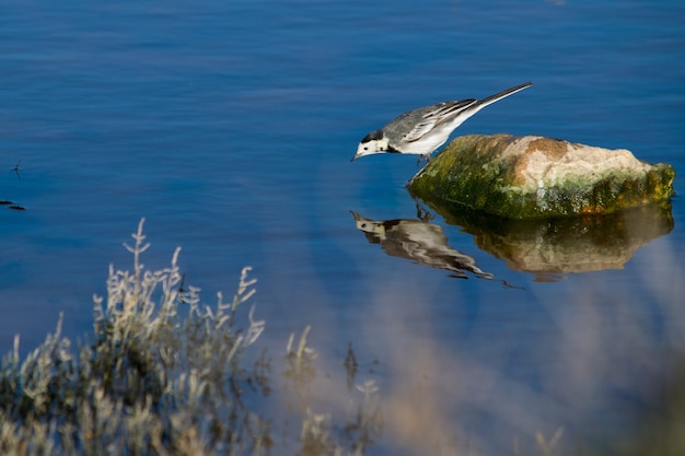 Free photo white wagtail on a stone checking out and fighting against its own reflection in water