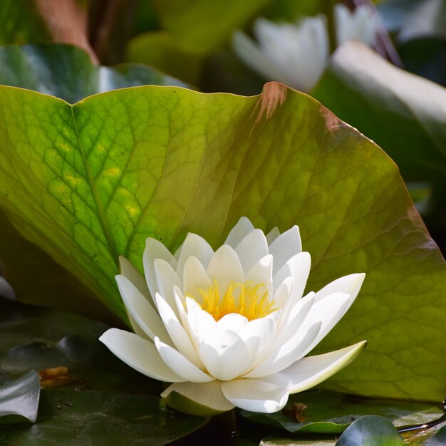 "White water lily in close-up"