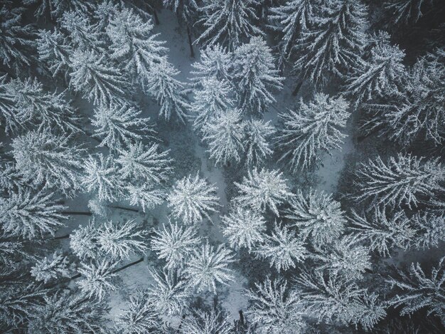 White winter forest from above