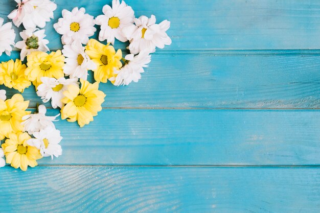 White and yellow blooms