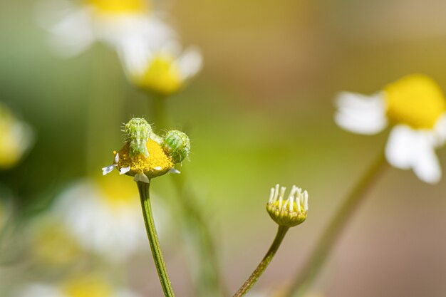 White yellow Chamomile plants bloom meadow close up