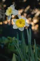 Free photo white and yellow flower in tilt shift lens