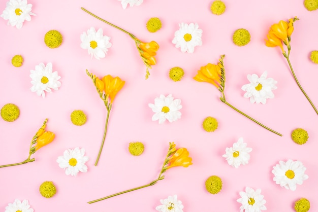 Free photo white and yellow flowers on pink background