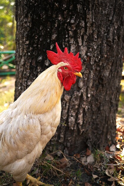 white young rooster interior farming