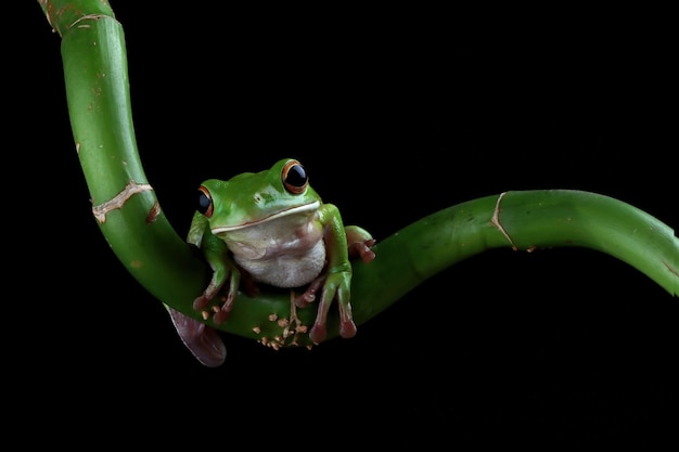 Free photo whitelipped tree frog isolated on black background