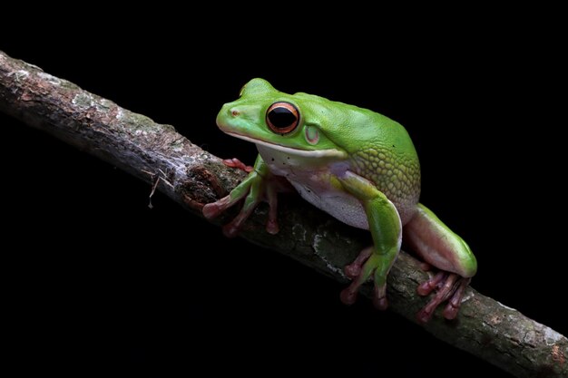 Whitelipped tree frog Litoria infrafrenata on branch