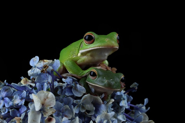 Free photo whitelipped tree frog litoria infrafrenata on flower