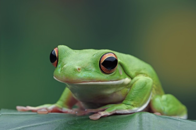 Free Photo whitelipped tree frog litoria infrafrenata on green leaves