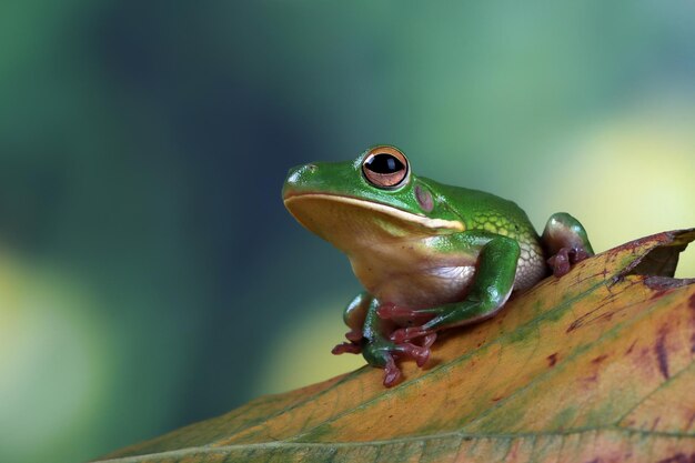 Whitelipped tree frog Litoria infrafrenata on green leaves