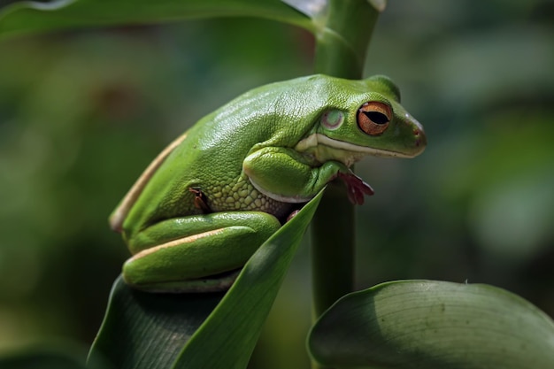 Whitelipped tree frog Litoria infrafrenata on green leaves