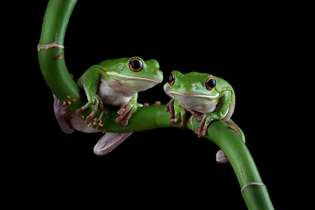 Whitelipped tree frog Litoria infrafrenata on green leaves