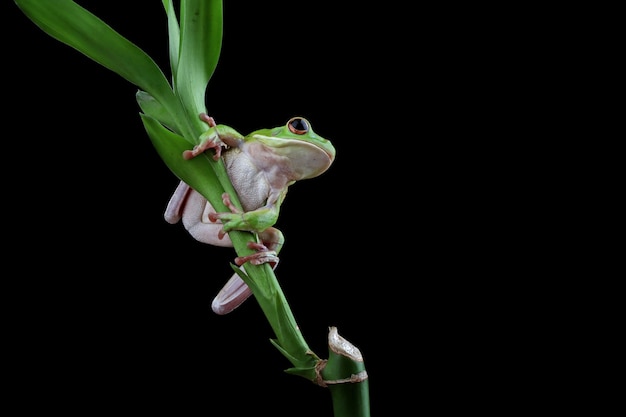 Free photo whitelipped tree frog litoria infrafrenata on green leaves