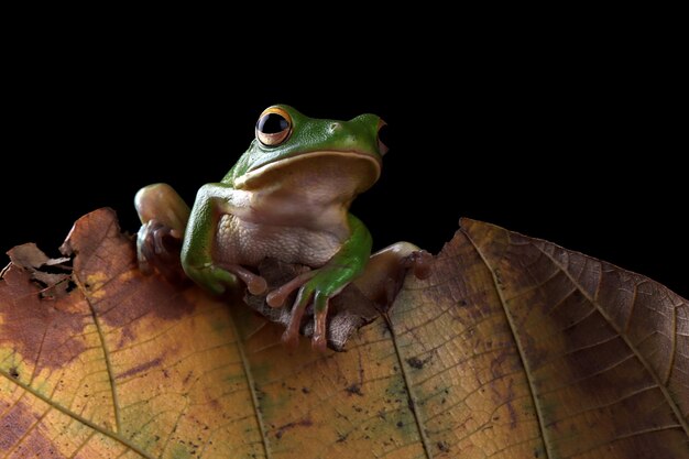 Whitelipped tree frog Litoria infrafrenata on green leaves