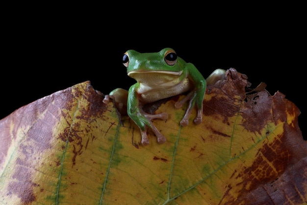 Free photo whitelipped tree frog litoria infrafrenata on leaves