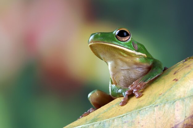 Whitelipped tree frog Litoria infrafrenata on leaves