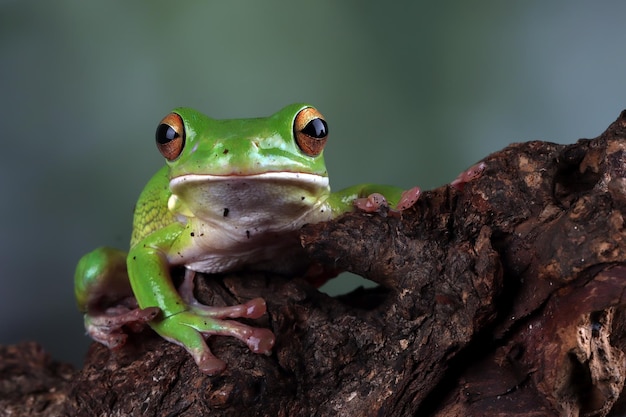 Whitelipped tree frog Litoria infrafrenata on wood