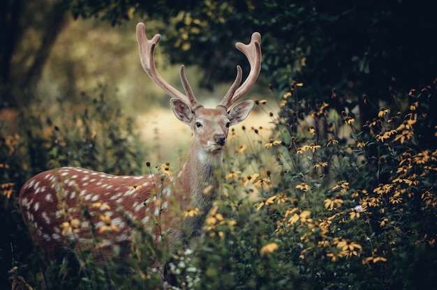 Whitetail deer standing in autumn wood