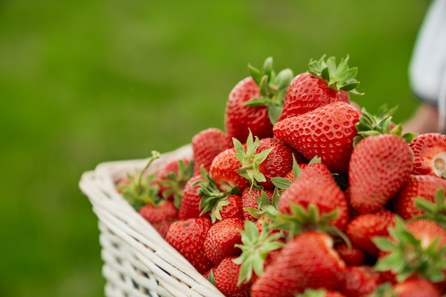 Wicker basket with fresh red strawberry