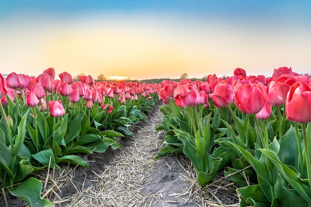 Wide-angle shot of a beautiful pink tulip flowers plantation under the beautiful clear blue sky