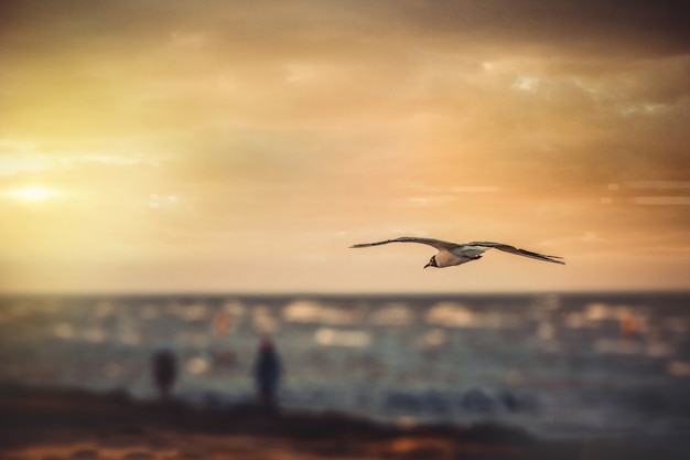 Free Photo wide angle shot of a bird flying over the water during sunset